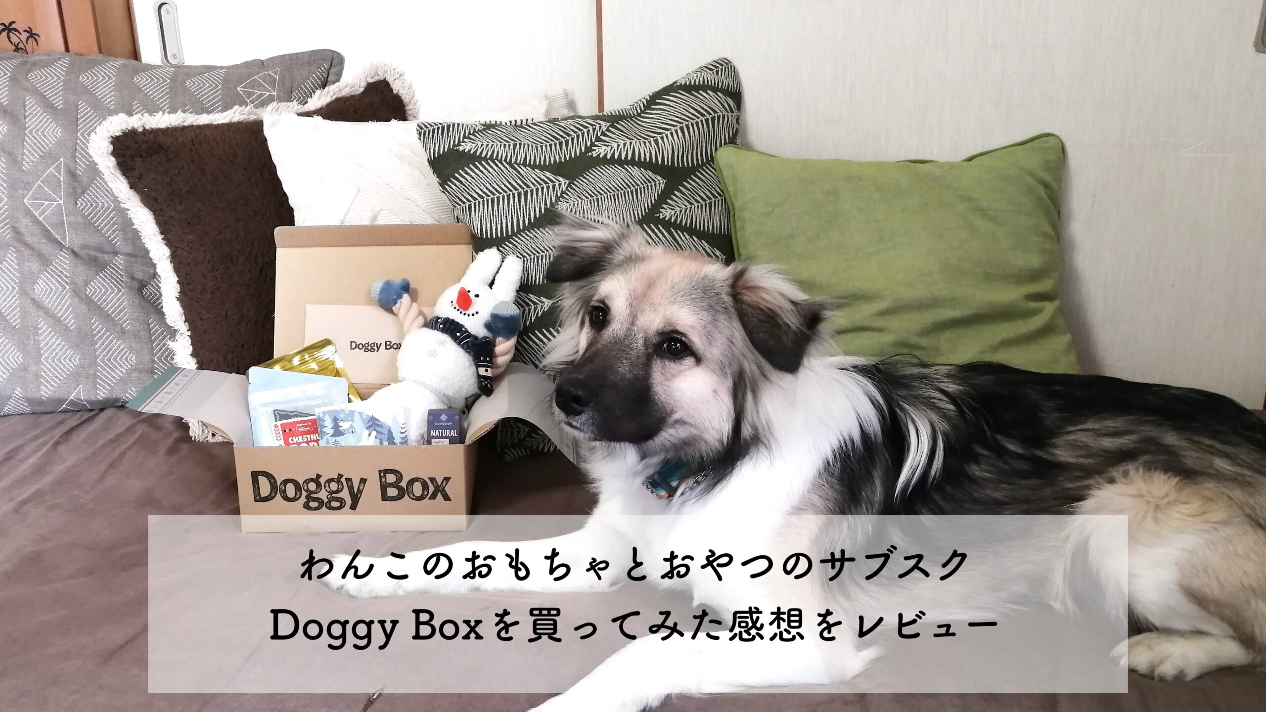 Doggy Box 購入してみた感想をレビュー – わんこといっしょ☆